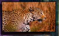 TV LED Smart Philips, 164 cm, 4K Ultra HD, Clasa A+