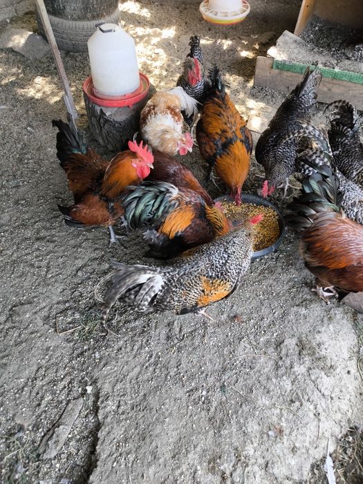 Cocosi Araucana si Rhode Island