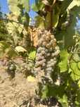 Struguri de vin 2025!!