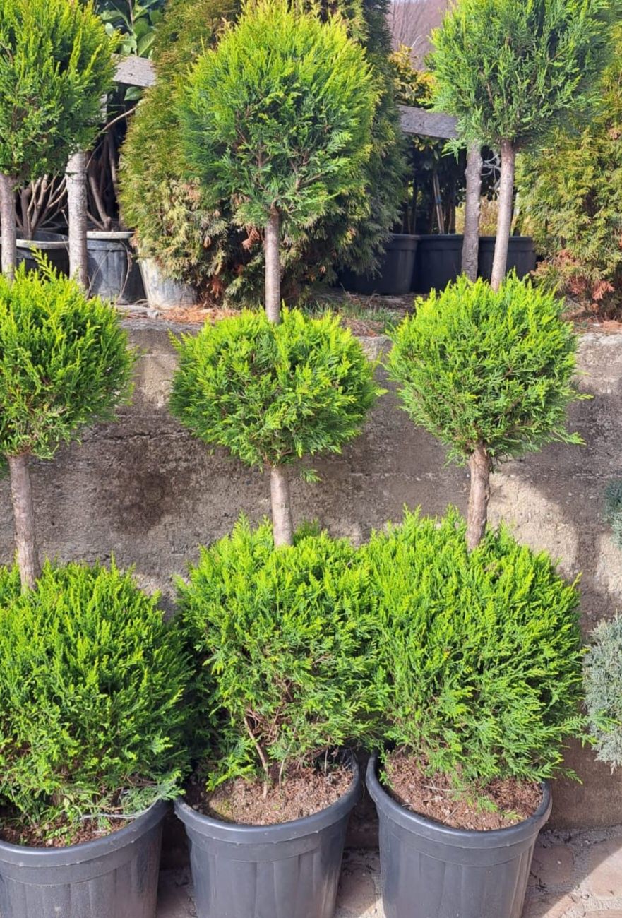 Vând plante ornamentale