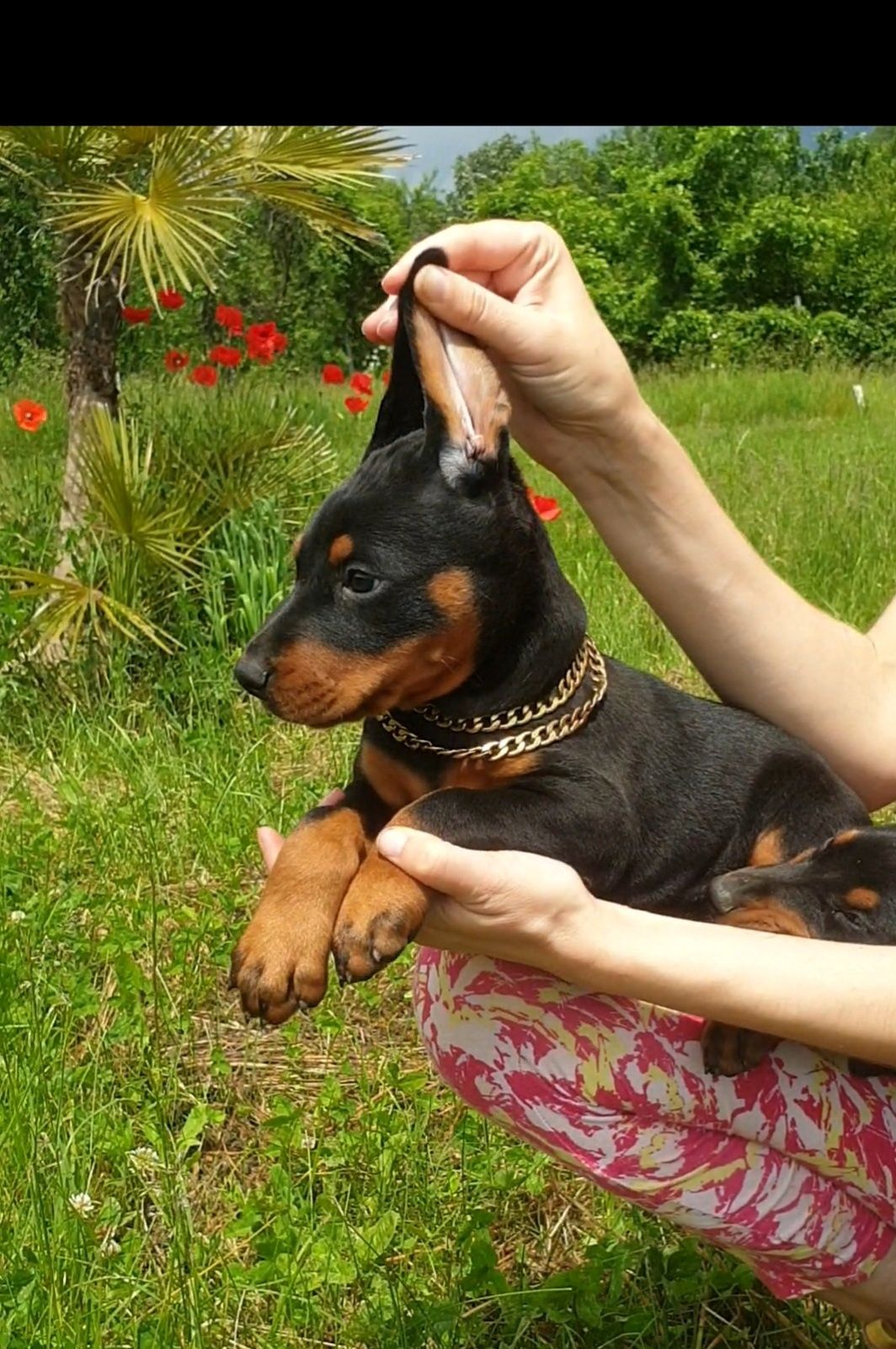 Pui doberman de calitate
