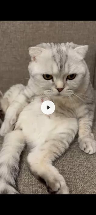 Шотланская девочка