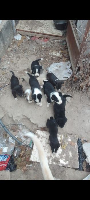 Продам щенков алабая ,Кумшагал