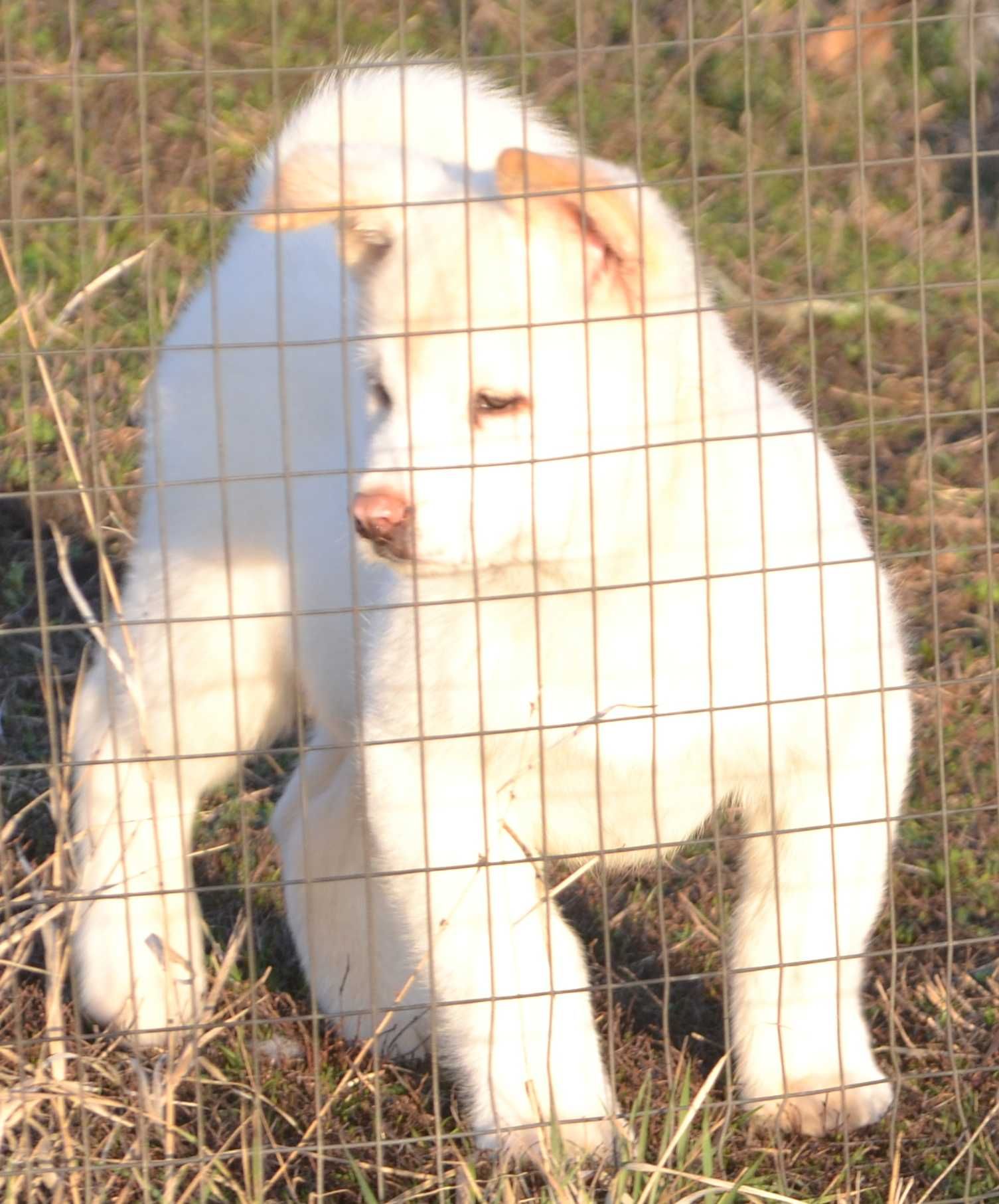 Vand o catelusa de akita inu japonez cu pedigree