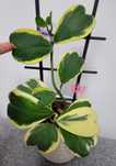 Hoya, Lacrima Maicii Domnului