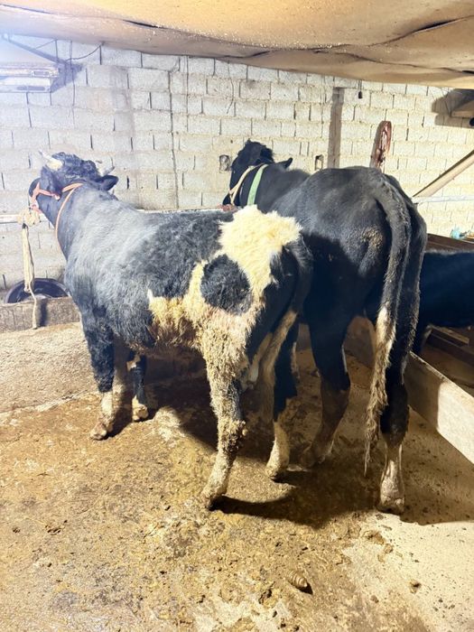 Buqa sotaldi son 2 ta