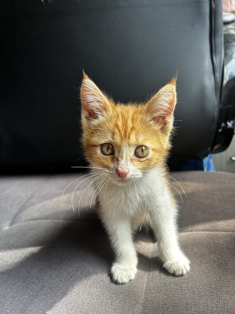 Котенок в добрые руки