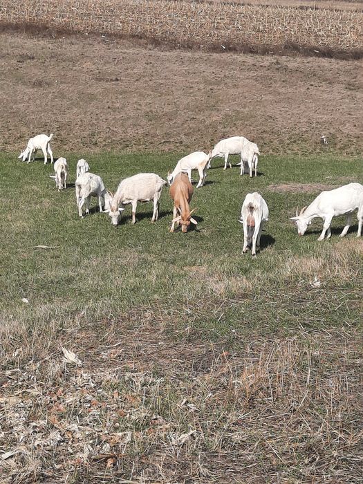 Capre metis saanen si tap anglonubian