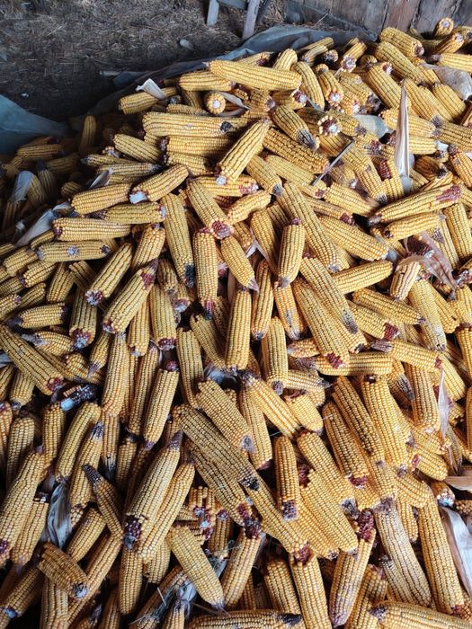 Vand porumb stiuleti