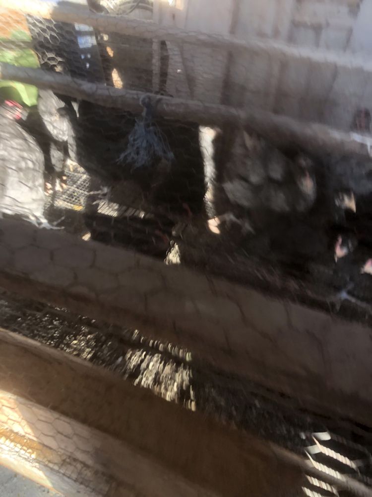Pui australorp  negru si albastru