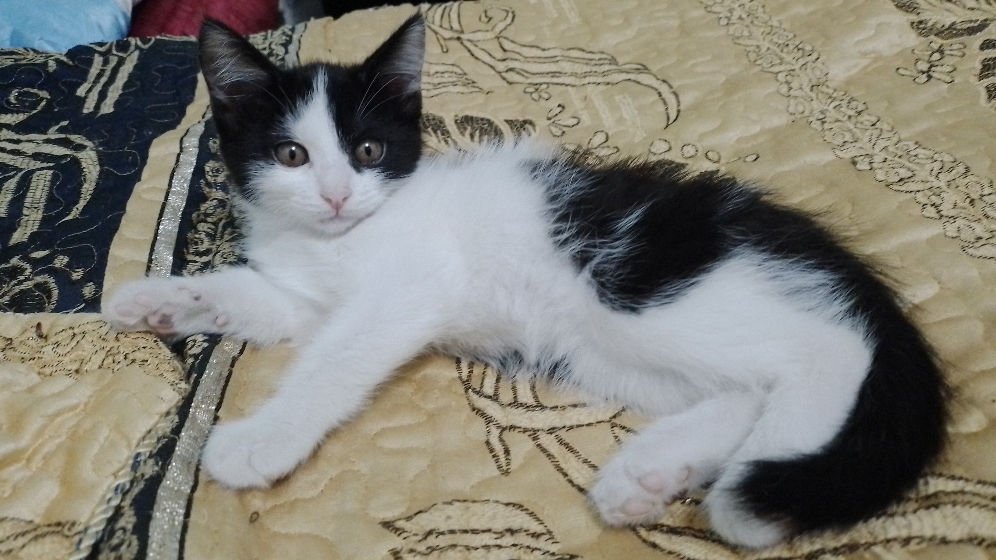 Xadiyaga beriladi