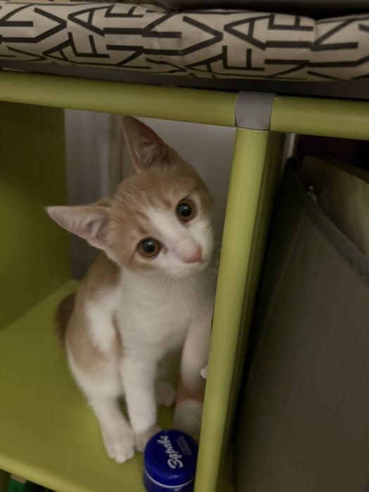 Подарявам мъжко коте на 4 месеца