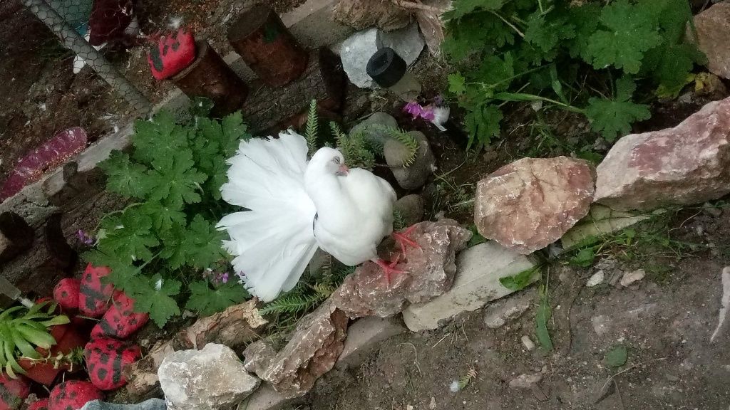 Гълъби декорация