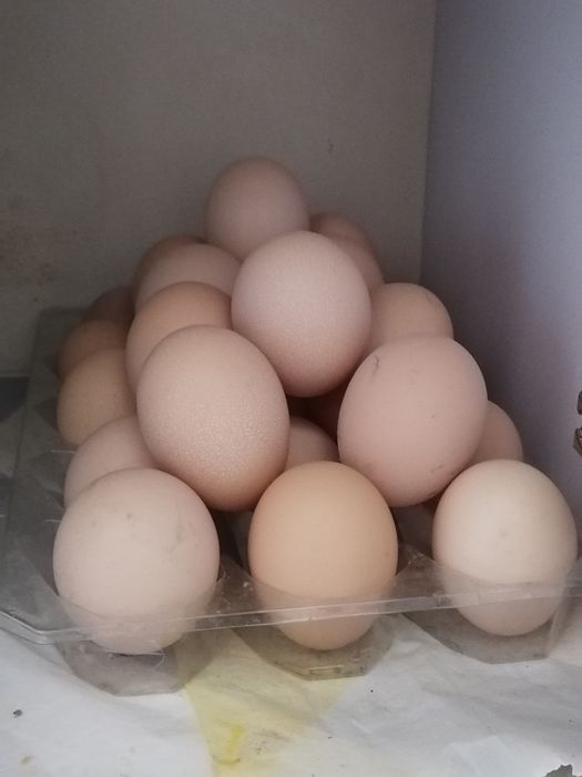 Домашние ,,яйца,,тухум,,халол савдо