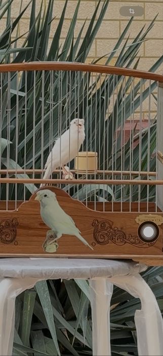 Канарейки самцы