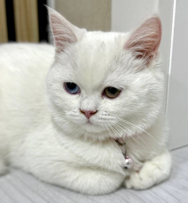 Британская короткошерстная