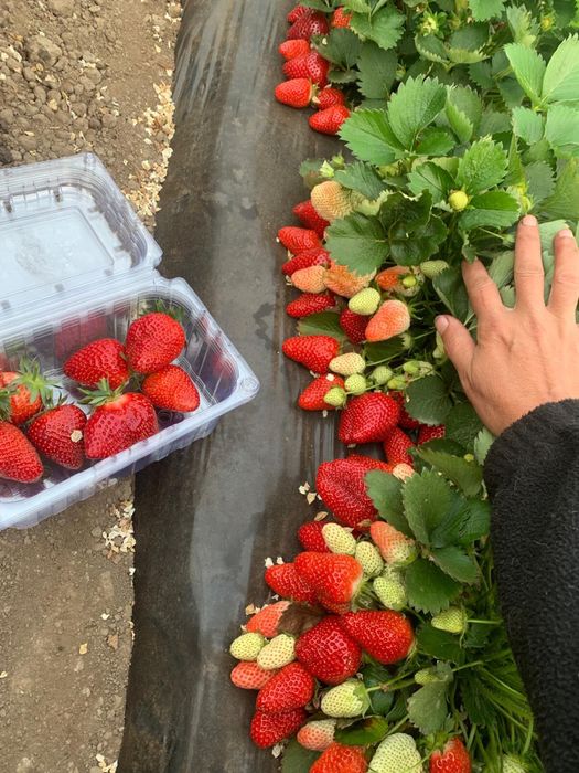 Stoloni de căpșuni si rasad