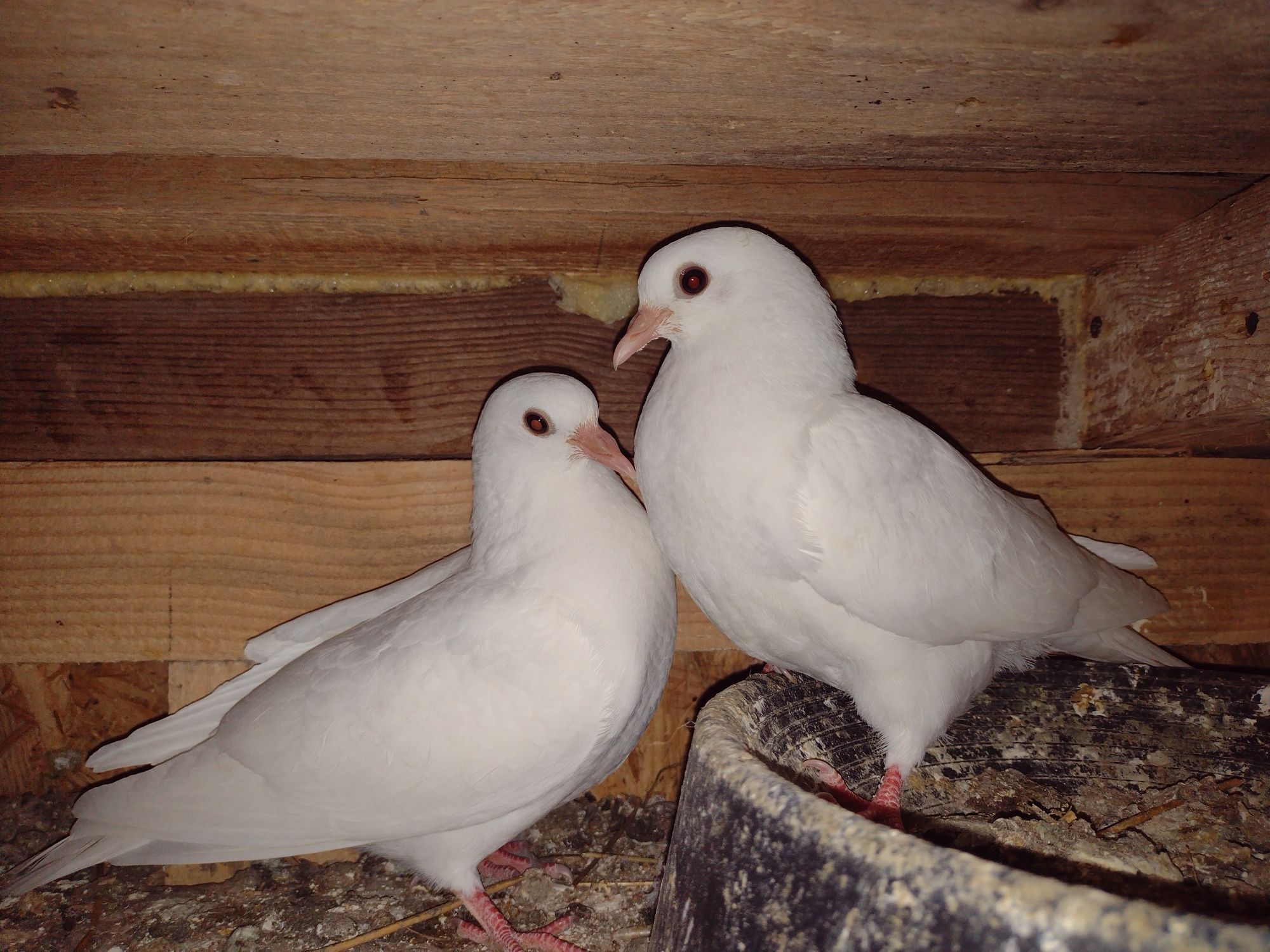 Porumbei Toboșari arabi