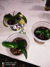 Орхидея за 4500 тг