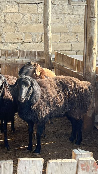 Кой сатылады………….