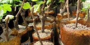 Узум кучатлари ссженцы винограда