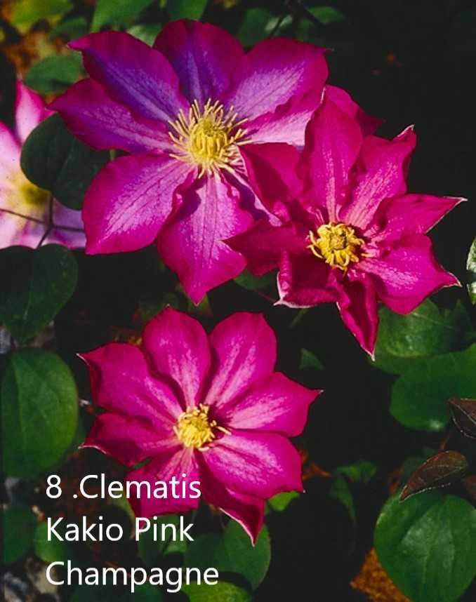 Клематис -Налични  23 вида