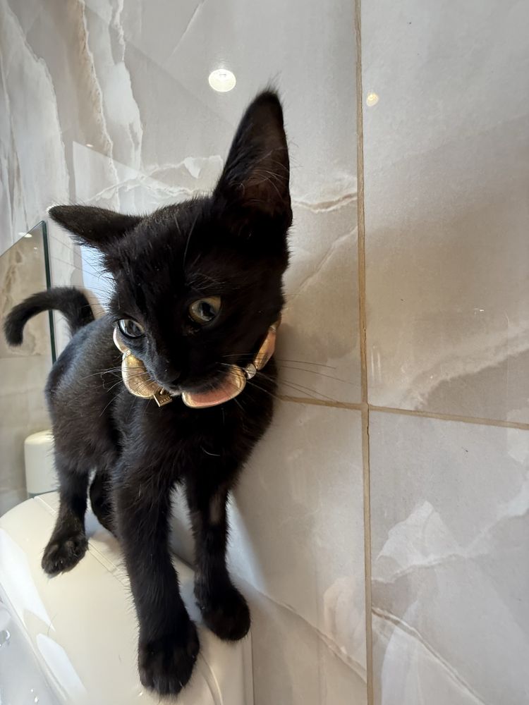 Ласковый котенок, 3 месяца