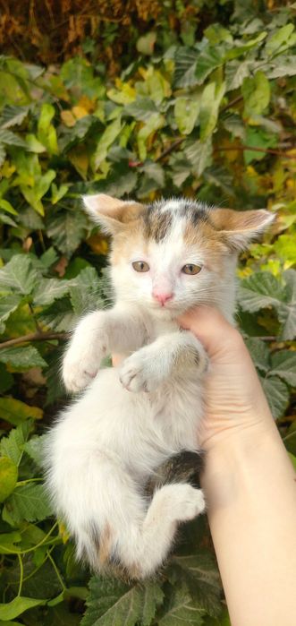 Отдам в хорошие руки трёхцветного котёнка, который приносит счастье!