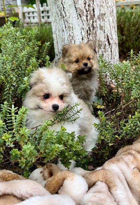 Померани момчета