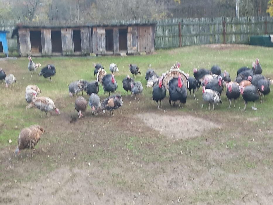 Vand curci romanesti