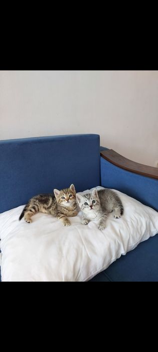 Котята шатланцы 1,5 мес 10 шт на выбор