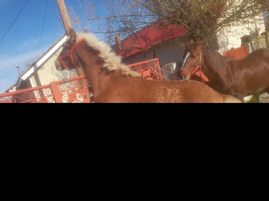 Vând Mânz din Cai Mari de Talie Mare