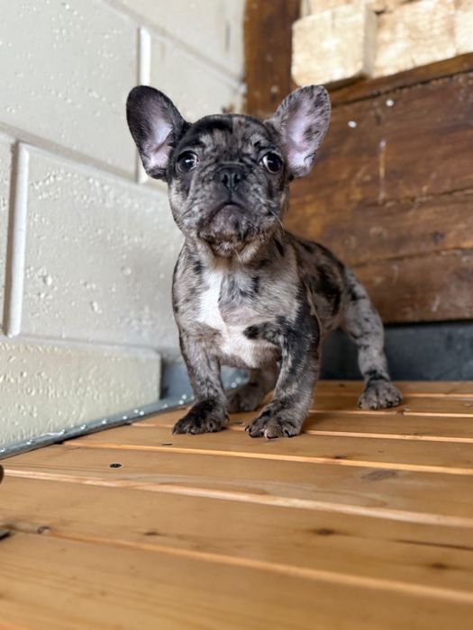 Femela bulldog francez merle