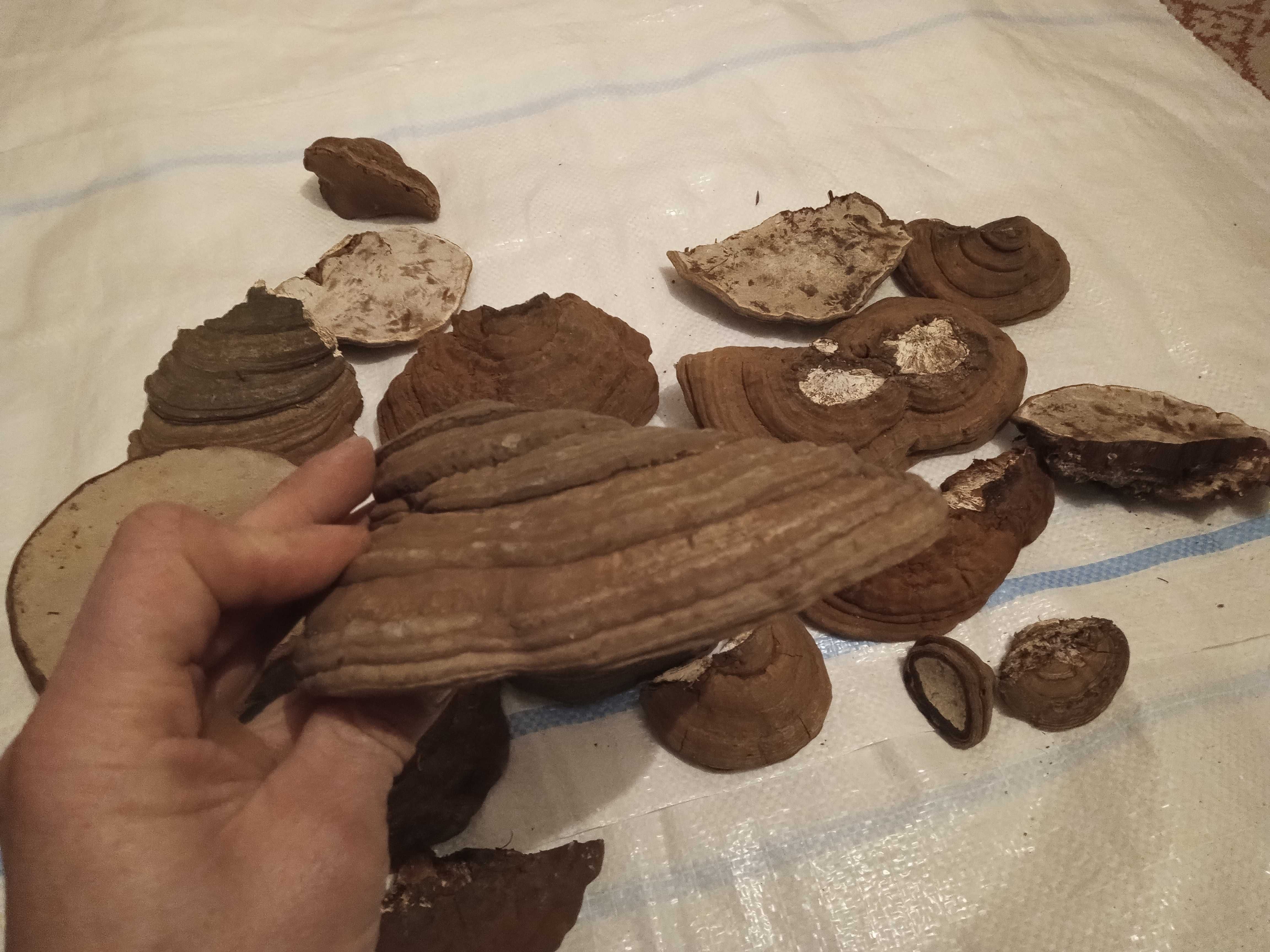 Reishi applanatum/Reishi carnosum elixirul tineretii