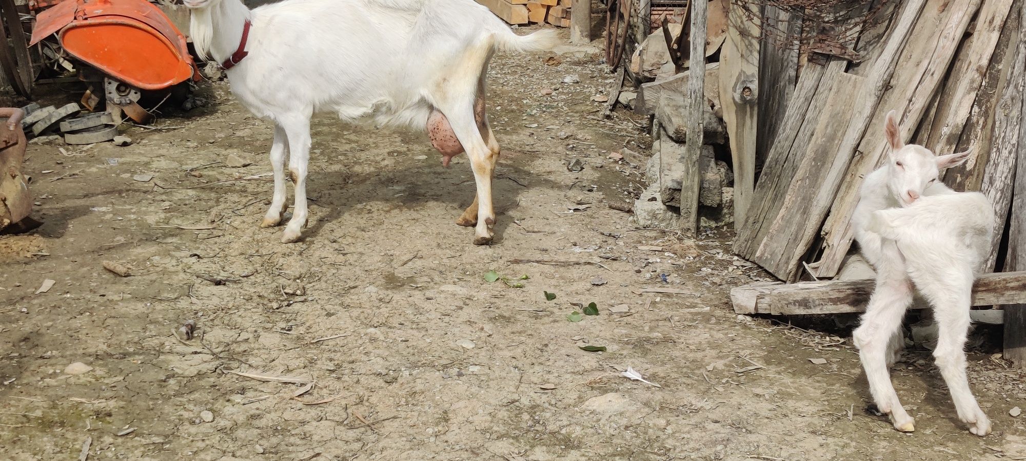 Vând țăpuc din capra sannen.