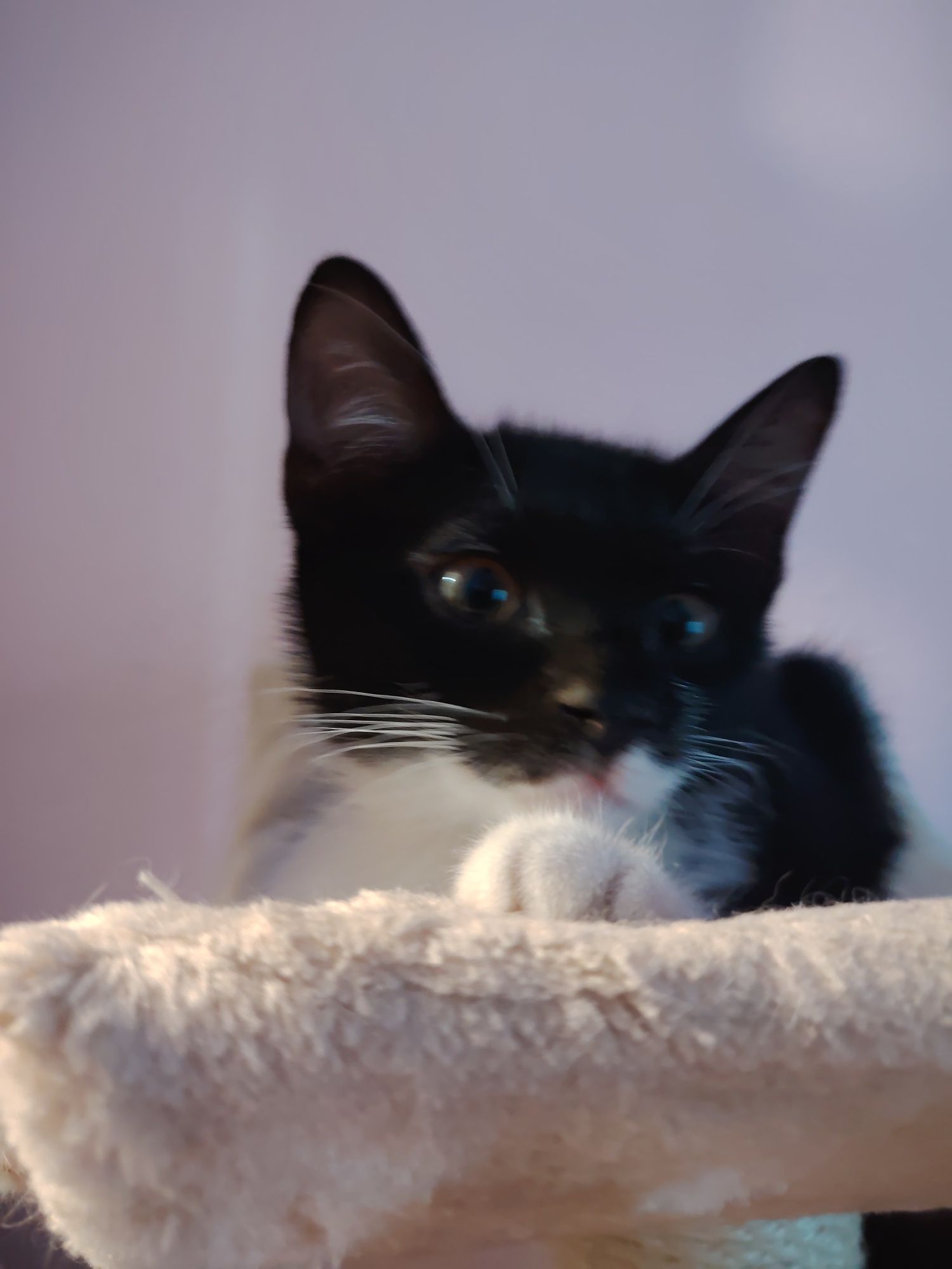 Котёнок девочка ищет семью
