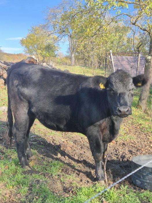 Vand juninca black angus in varsta de 1,7 ani