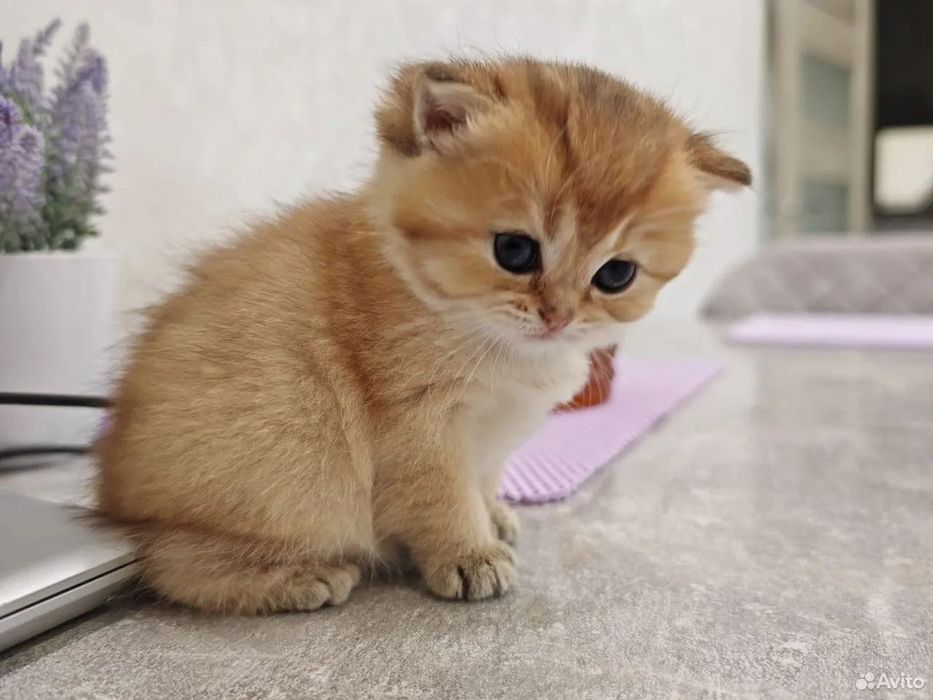 Золотая шиншилла котенок