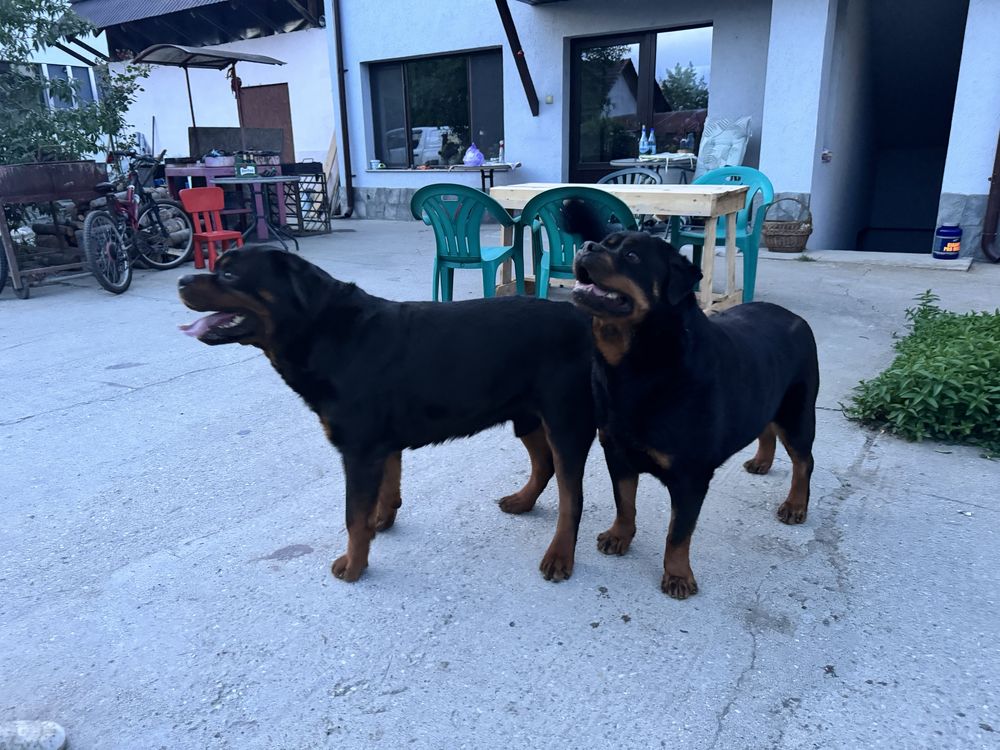 Rottweiller femela de 5 ani cu pedigree