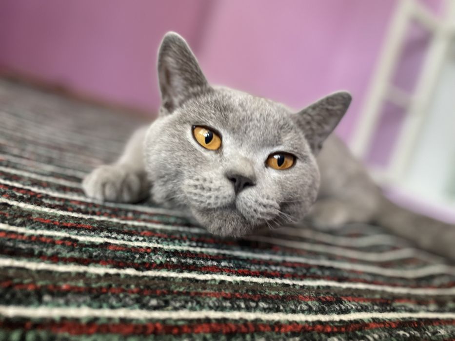 shinshila erkak