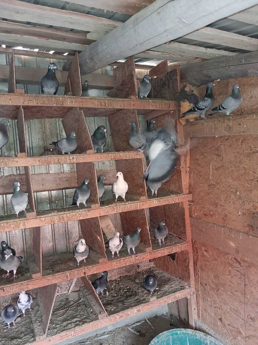 De vanzare porumbei voiajori