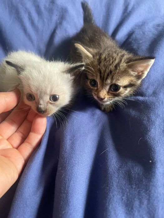 Отдам котят в хорошие руки