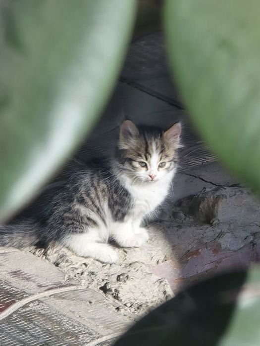 Отдам бесплатно котёнка в добрые руки!