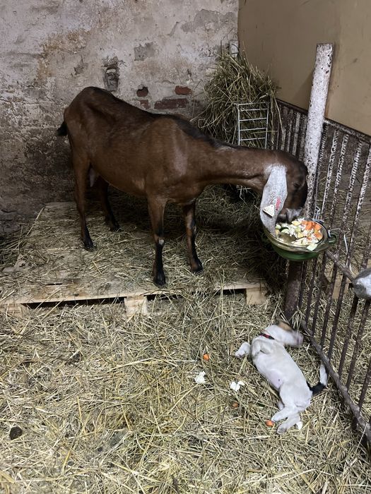 Vand  CAPRA cu IADA rasa Anglo Nubian