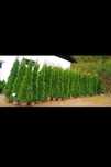 Plante decorative Tuia
