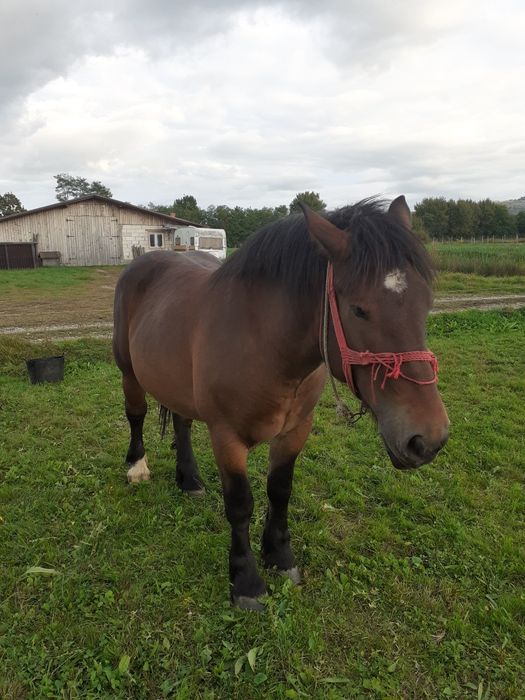 Vând mânză grea de 4 ani
