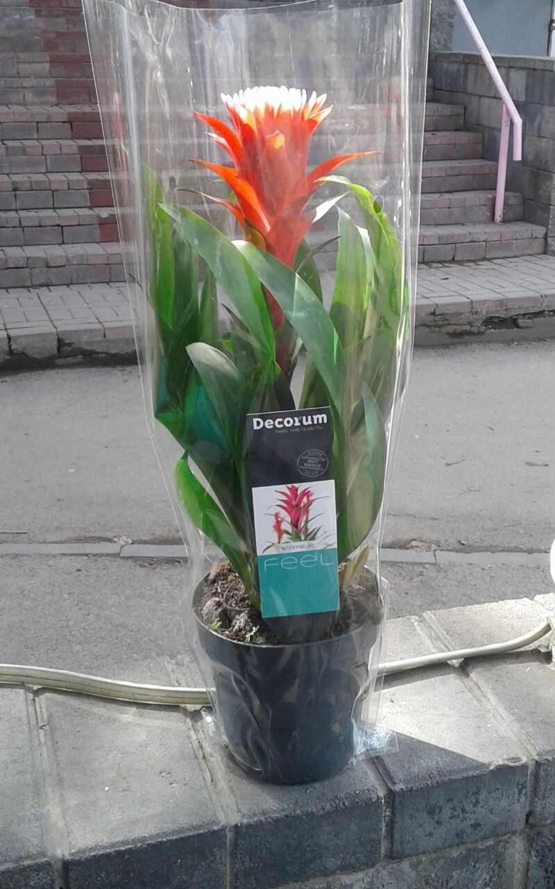 Продаем комнатные цветы