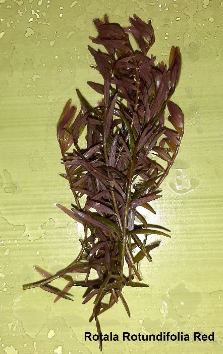 Аквариумни растения