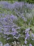 flori lavanda buchete, saculeti, ulei.