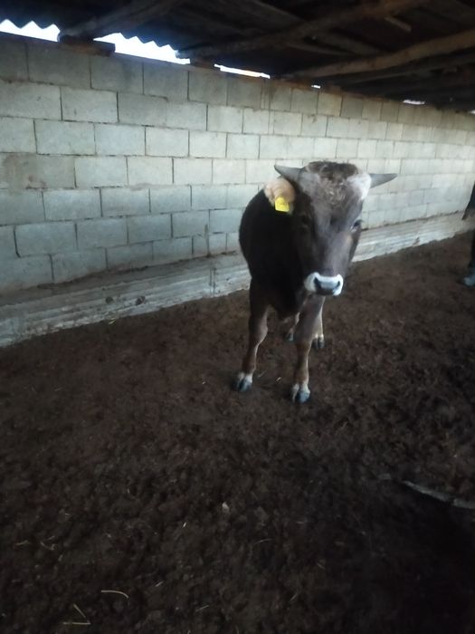 Бука бык сатам продаю